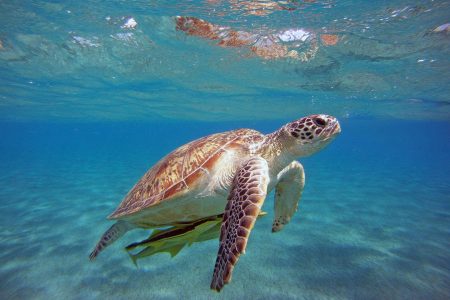 Loggerhead Sea Turtles in Dalyan: Caretta Caretta